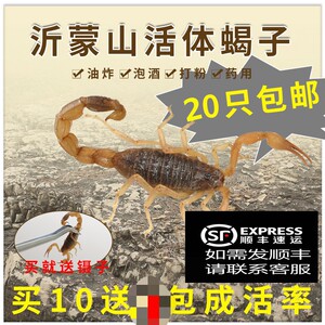 急速发货沂蒙山活体十足全蝎