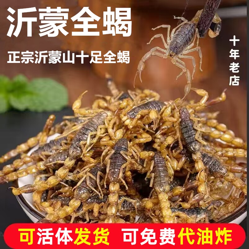活蝎子代油炸食用蝎子新鲜活体沂蒙小吃油炸蝎子活虫十足全蝎包邮