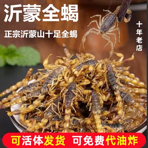 活蝎子代油炸食用蝎子新鲜活体沂蒙小吃油炸蝎子活虫十足全蝎包邮