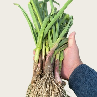 新鲜青蒜大蒜叶新鲜红紫皮大蒜叶青蒜苗红根应季蔬菜时令蔬菜现挖