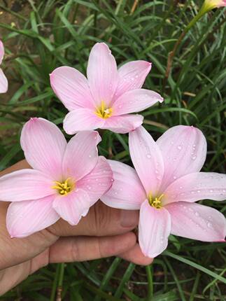 泰国进口 风雨兰樱吹雪Z.Sakura Snow绿植花卉盆栽开花球四季种植