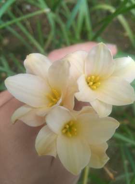 杏粉色 小花型风雨兰 Zephyranthes Bayberry Bells/ 3b 变色款