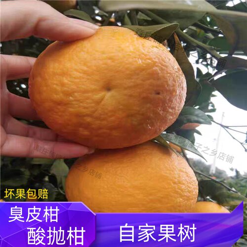 湖北湖南抛柑臭皮柑孕妇水果酸