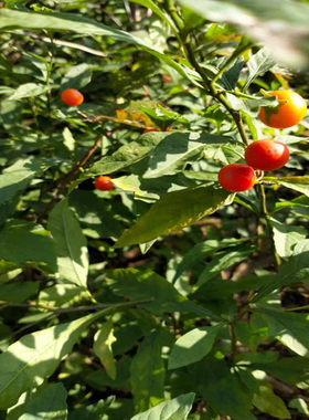 金弹子植物窗台楼顶庭院观果