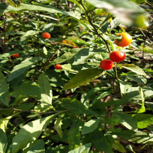 金弹子植物窗台楼顶庭院观果