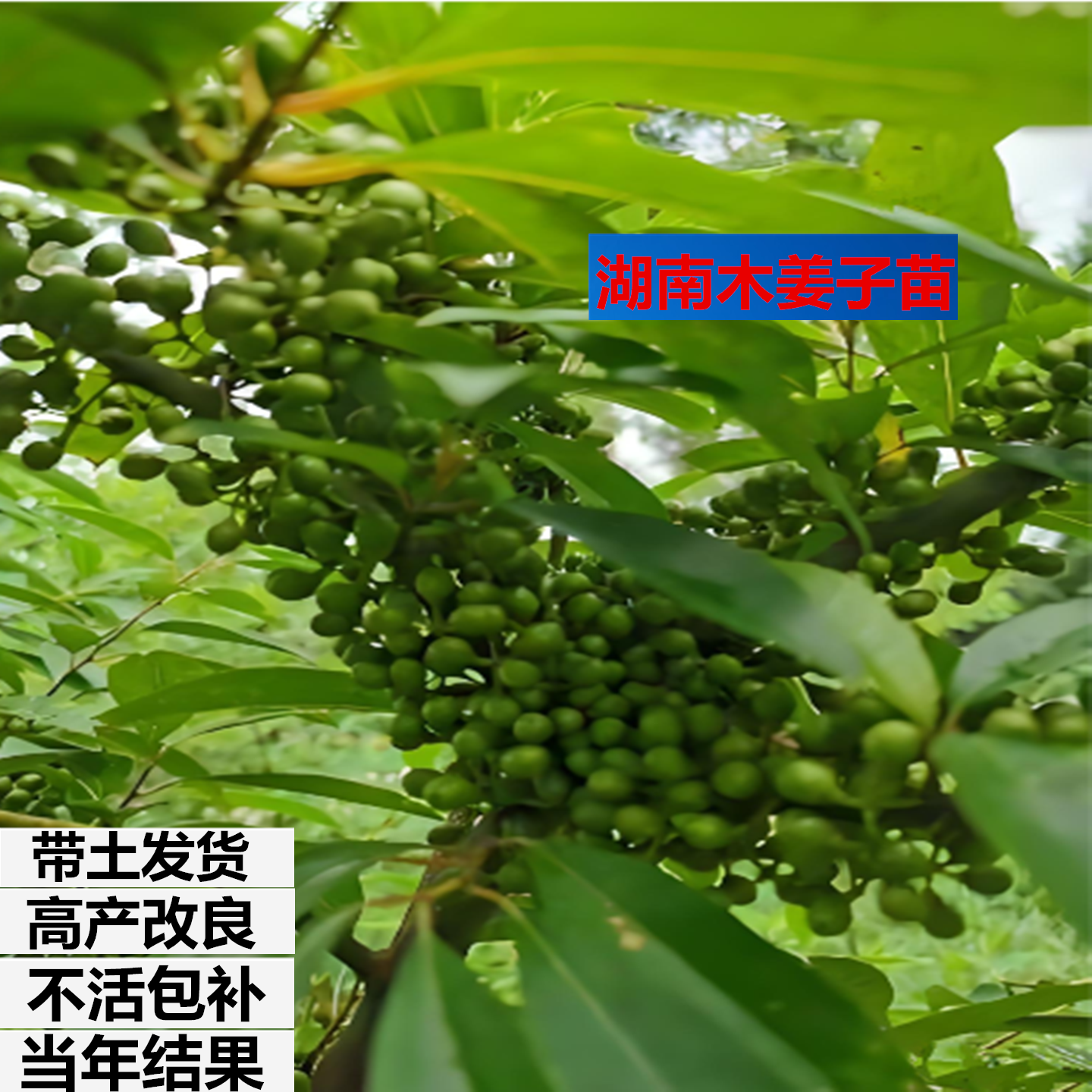 湖南木姜子山苍子树苗南北方种植改良高产山胡椒阳台庭院带土发货