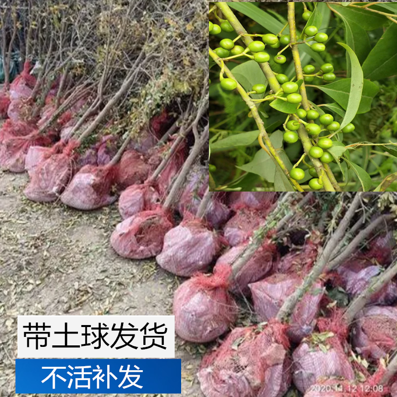湖南山苍子木姜子木章子山姜子木香子树苗山胡椒泥球袋装盆栽地栽
