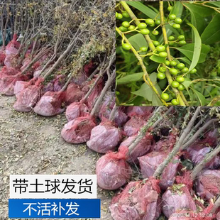 湖南木姜子山苍子树苗辣姜子木章子山姜子木香子山胡椒泥球苗袋装