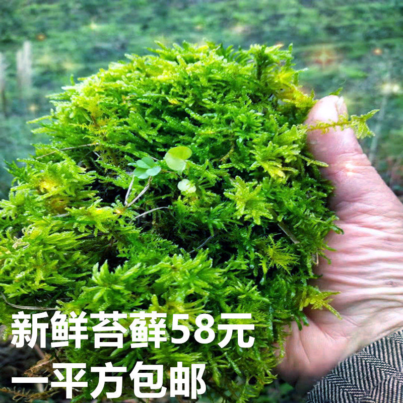 野生苔藓新鲜客厅盆景净化空气庭院吸甲醛防辐射卫生间办公房青苔