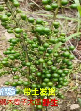 湖南木姜子山苍子树苗南方树苗山胡椒苗辣酱子苗南北方种植盆地种
