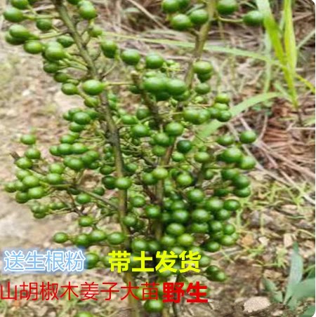湖南木姜子山苍子树苗南方树苗山胡椒苗辣酱子苗南北方种植盆地种