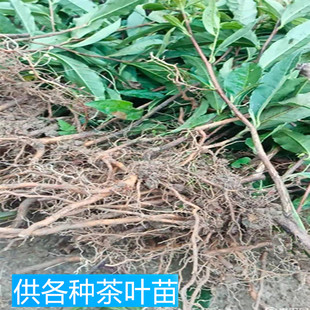 湖南湘西保靖黄金茶茶叶苗1号2号8号茶苗树苗茶苗绿化苗