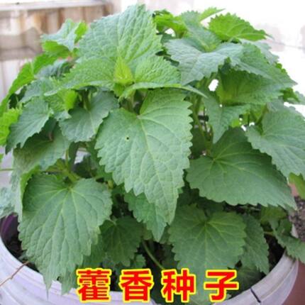 四季藿香种籽荷香种子可食用藿香叶排香草合香种子