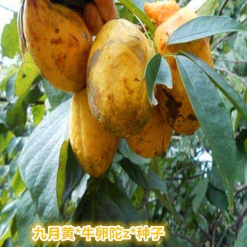 野生八月果树苗瓜藤种子