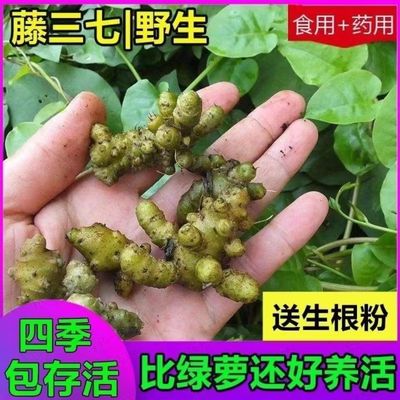 四季盆栽苗爬藤植物田七苗药材可食用室内DIY活苗中草药三七