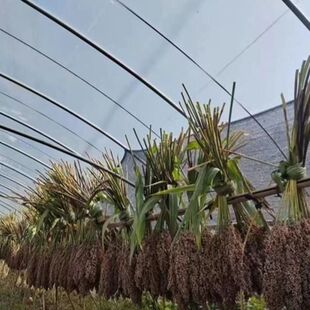 老式长箭高粱种子可做刷子饺子盖笤帚农家手工自制炊帚高粱种子