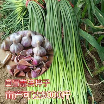 二月早,四季蒜种子苗苔可