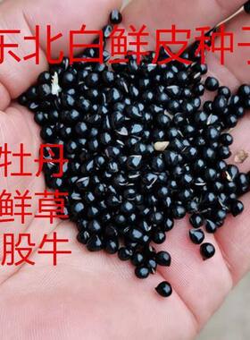 东北白鲜皮种子中药材八