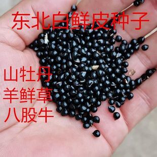 东北白鲜皮种子中药材八股牛山牡丹苗中草药春秋庭院观花入药种籽