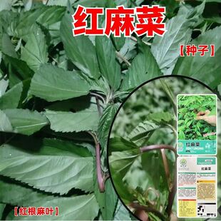 红麻菜种子叶用青白麻叶特产正宗凉拌红麻叶一年生蔬菜种籽