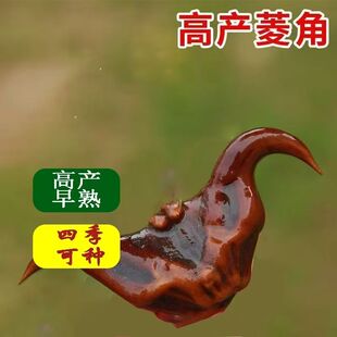 全国种植高产大菱角种苗】青菱角种子南北方适用红菱角苗水生植物