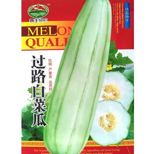白皮过路白菜瓜种子高产青筋长度白瓜菜瓜种籽农家春夏秋播蔬菜种