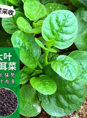 木肉耳菜大圆叶爬藤新鲜