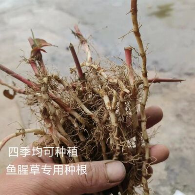 鱼腥草种子种植种苗湖南四川贵州正宗新鲜折耳根庭园艺四季盆栽