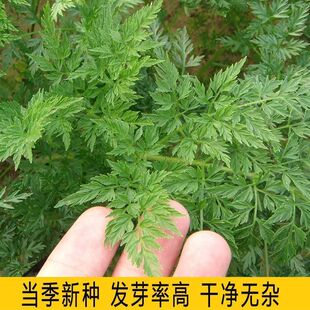 南沙参种籽散装优质中药材南北沙参籽种子春季秋季种植珊瑚菜观果