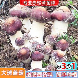 大球盖菇 赤松茸菌包菌种 蘑菇菌包 食用菌菌种家庭蘑菇盆栽阳台