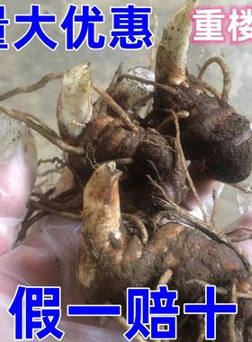 正宗独角连中药苗重楼七叶一枝花新鲜种苗云南基地直发