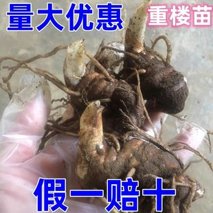 正宗独角连中药苗重楼七叶一枝花新鲜种苗云南基地直发