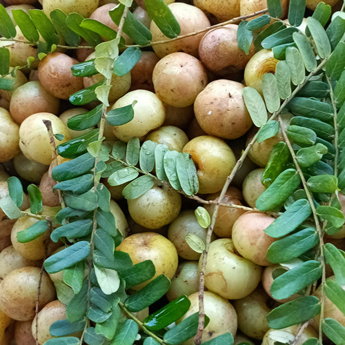 2025当季现摘现发新鲜水果汁多皮薄肉厚清甜爽口广东油甘果余甘果