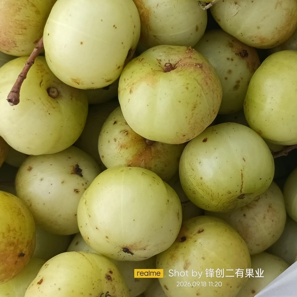 2026当季现摘现发新鲜水果汁多皮薄肉厚清甜爽口广东油柑果余甘果
