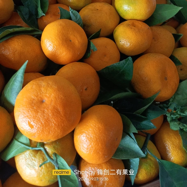 正宗云南蜜桔新鲜水果现摘现发皮薄肉厚多汁爽口酸甜可口2026当季