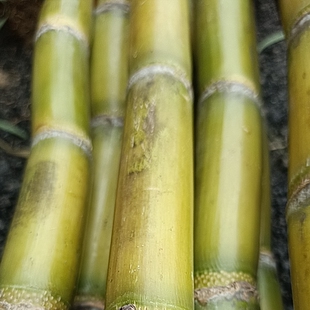 2026当季现挖现发新鲜水果广东江门当地小甘蔗小竹蔗脆甜小甘蔗