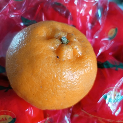 2025当季现摘现发新鲜水果汁多皮薄肉厚爽口广西桂林椪柑福建芦柑