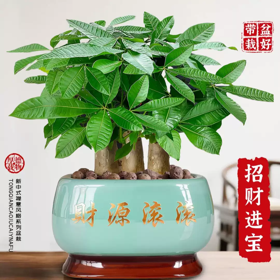 发财树盆栽步步高招财绿植室内三