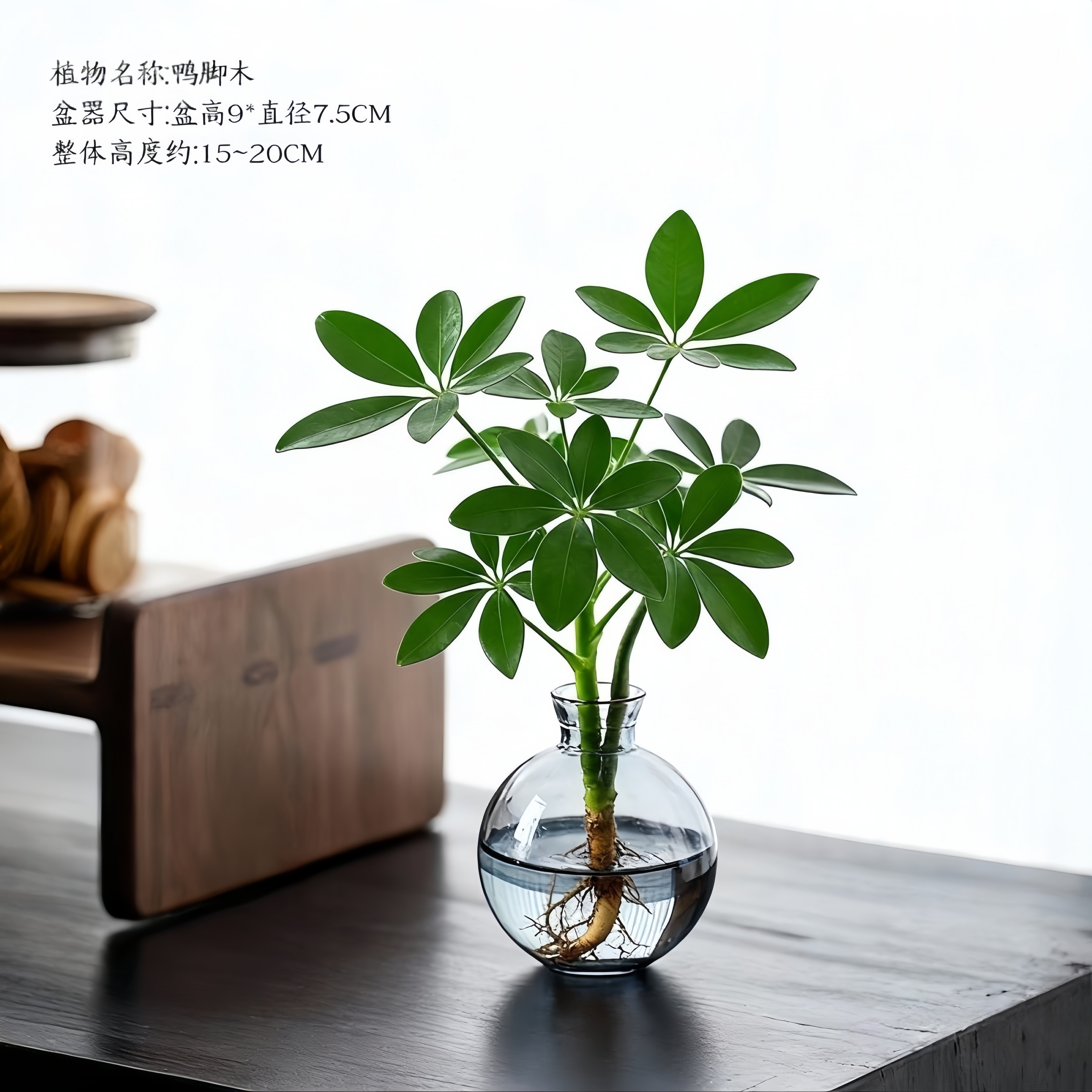八方来财鸭脚木水培桌面绿植