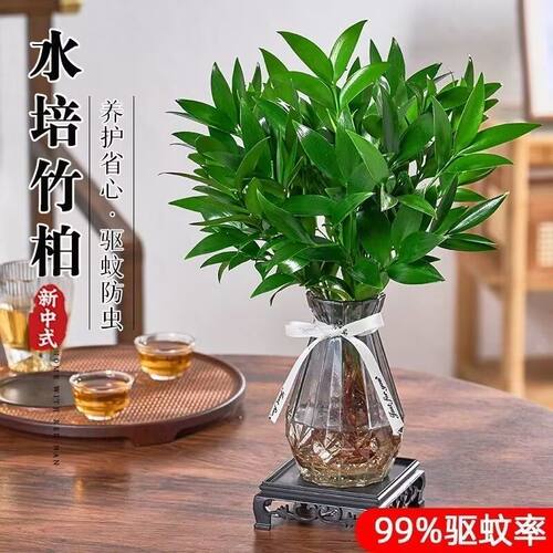 水培竹柏桌面绿植驱蚊净化空气