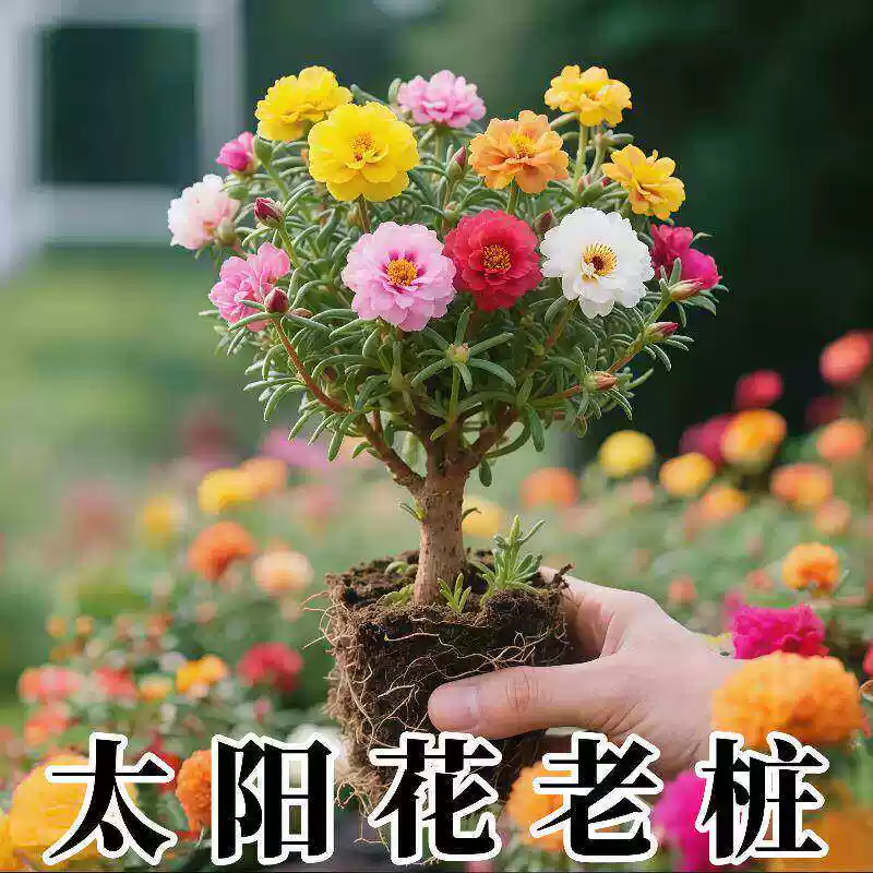 重瓣太阳花苗宿根老桩带花苞盆栽