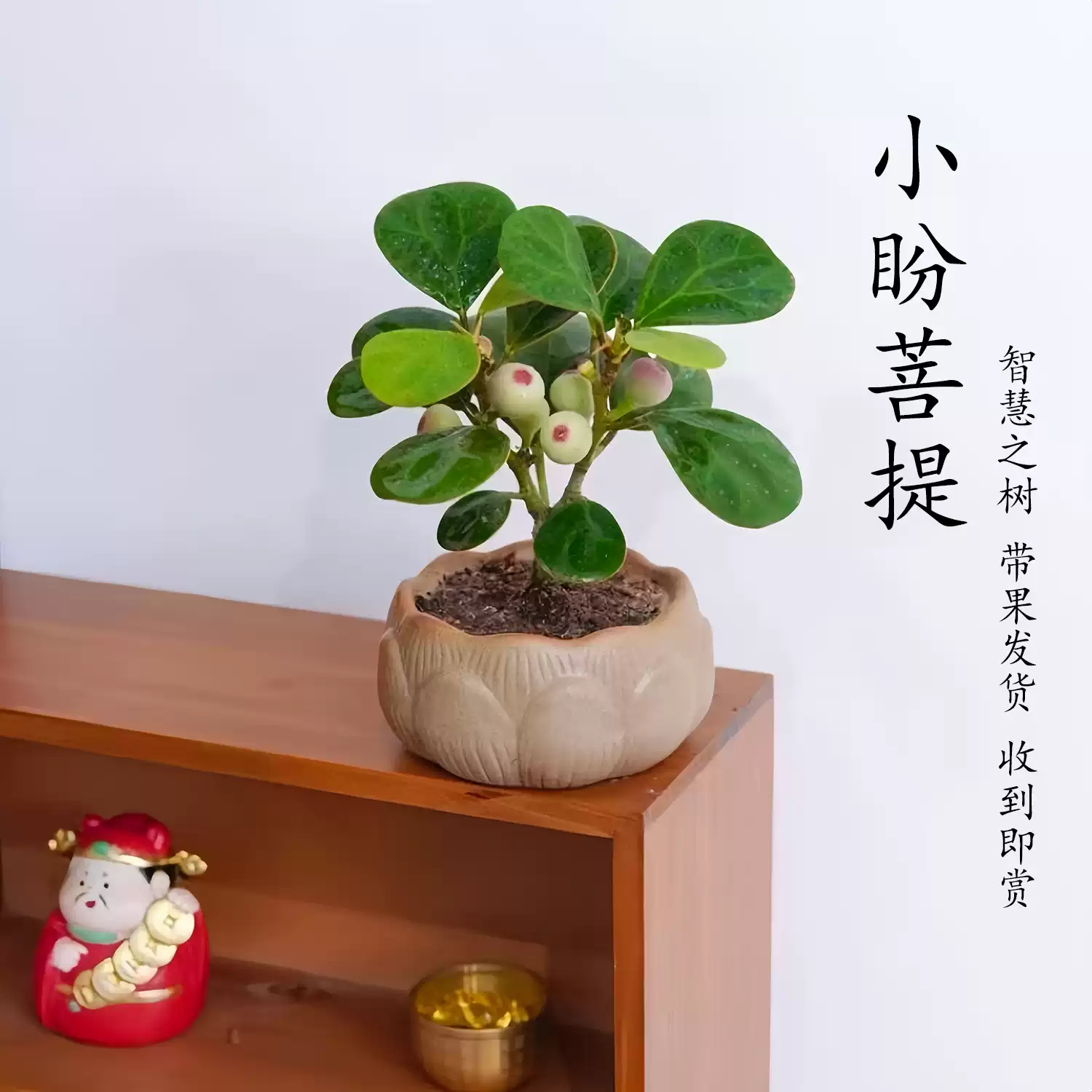 小盼菩提树盆栽带果室内禅意绿植