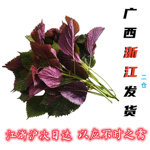 紫苏叶新鲜食用香料鱼虾蟹牛蛙去腥提鲜食材新鲜蔬菜浙江开化发货