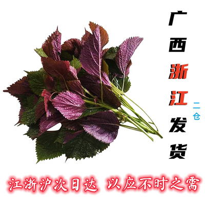 江浙沪次日达新鲜紫苏叶现摘食用