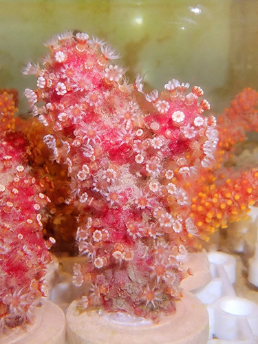 【包邮】包活包损樱花红手指好养新手nps软体珊瑚海洋生物