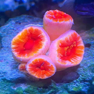 炮仗花珊瑚太阳花珊瑚新手易养海水鱼缸NPS包活包损