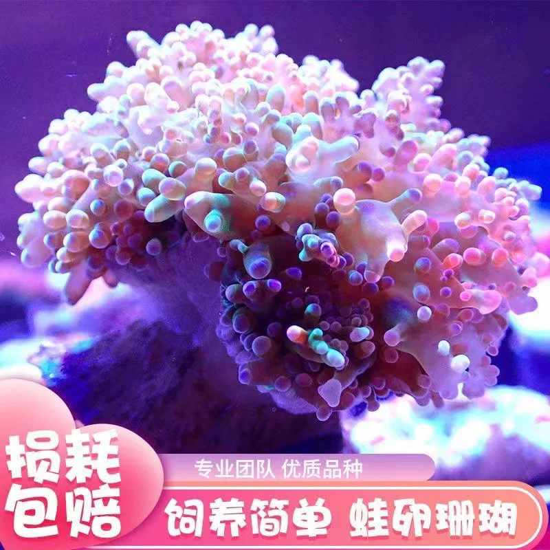 蛙卵花瓶珊瑚lps海缸观赏软体珊瑚活体生物新手好养