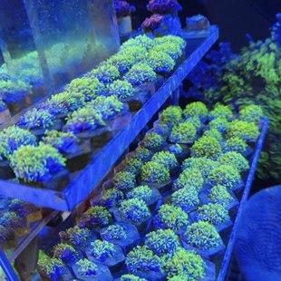 草皮珊瑚活体荧光绿长须LPS软体海水鱼缸造景活体生物新手友好
