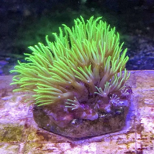 斐济荧光绿紫皮长须草皮珊瑚软体珊瑚绿草皮海缸生物珊瑚皮实好养