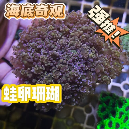  蛙卵珊瑚活体海水缸LPS珊瑚新手易养荧光展开状态好海缸造景